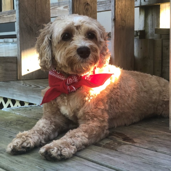 Meet your Posher, Pammy 📸💃🏽🌸🛍 fast 🚢 - Picture 4 of 8